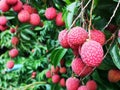 Ripped emperor typeÃ¢â¬â¹ lychees Royalty Free Stock Photo